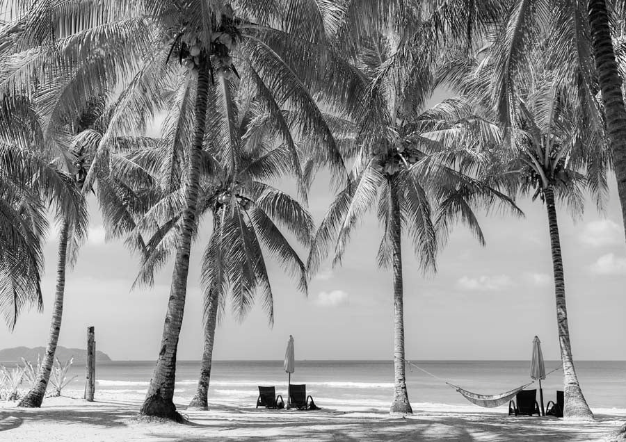 Black and white photo of palm trees on a beach with hammock, loungers and umbrellas