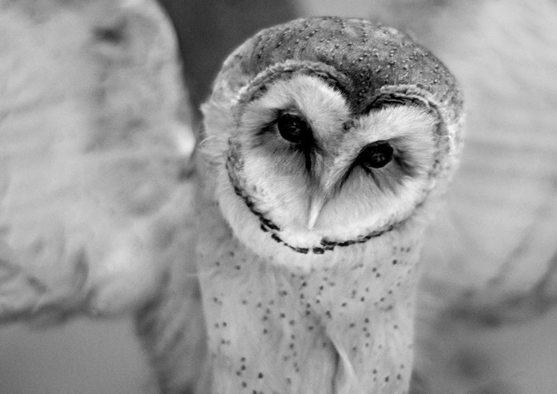 Cute Owl Spreads Wings