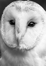 Owl Close Up