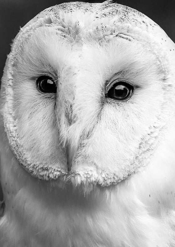 Owl Close Up