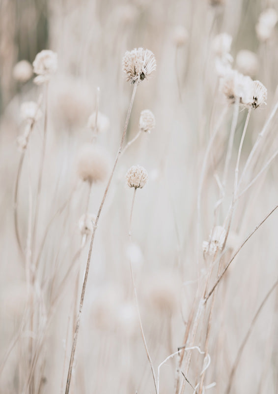 White Dried Wildflowers