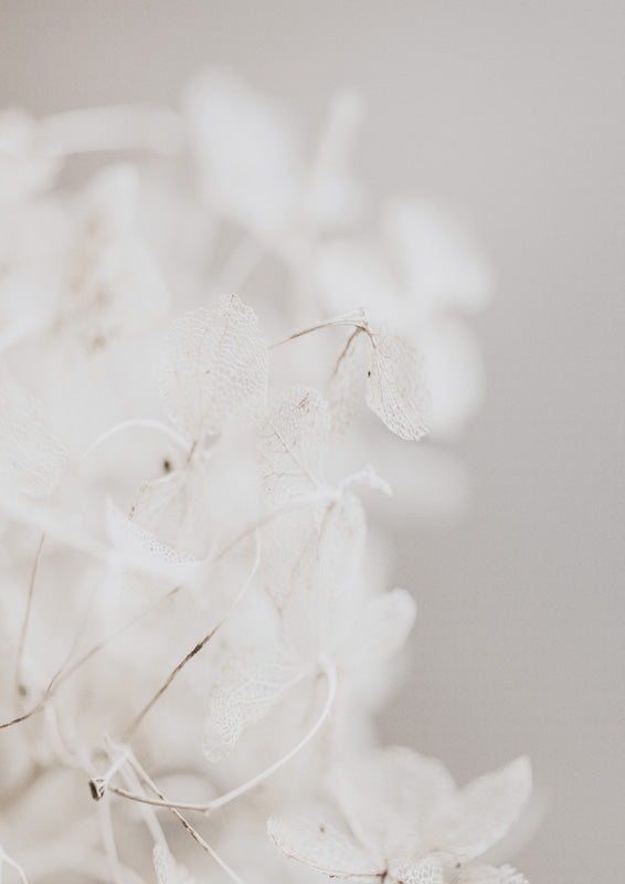 White Wild Flowers