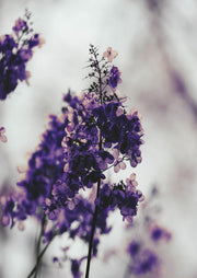 Purple Dried Hydrangea