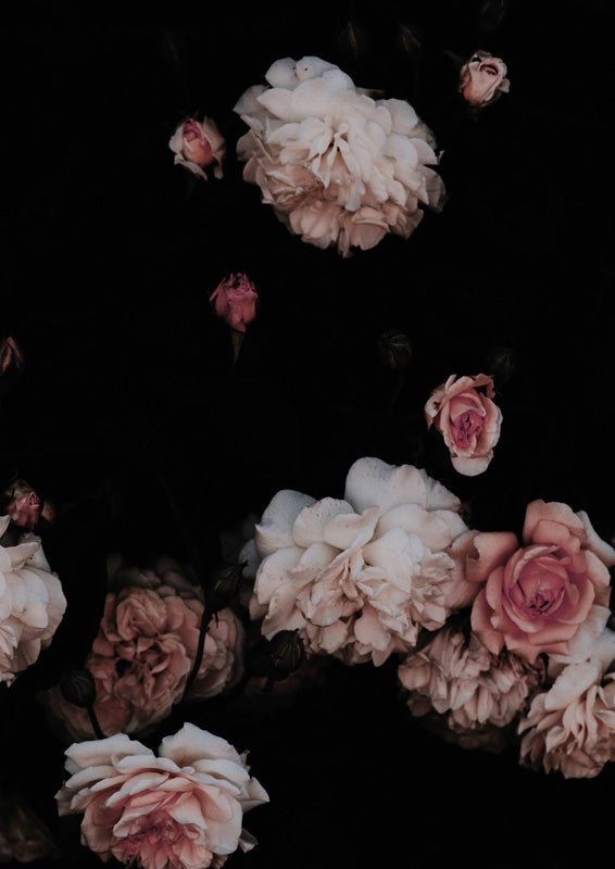 Dusty pink and cream roses scattered against a dark, near-black background
