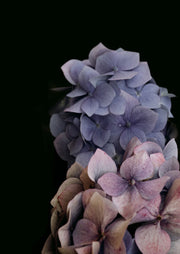 Moody Hydrangeas