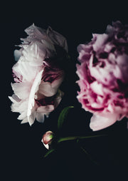 Close up photograph of pink and white peony blooms against a dark background