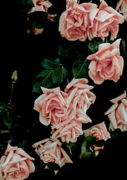 Blush pink roses in bloom against a black background with dark green leaves