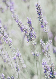 Soft-focus photo of lavender flower spikes in a pastel green and purple field.