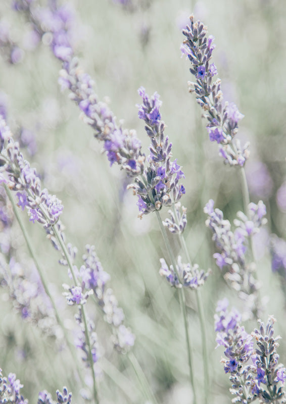 Bleached Lavender In Field