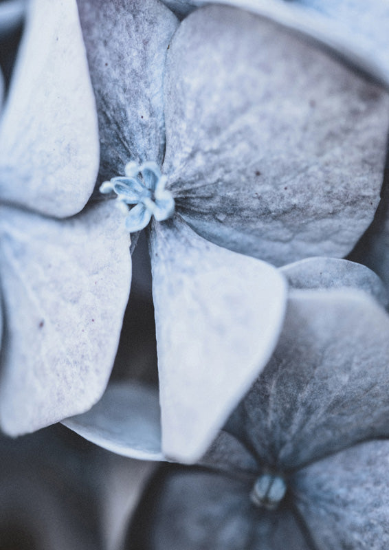 Blue Hydrangea Close Up