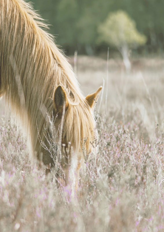 Golden Horse In Meadow