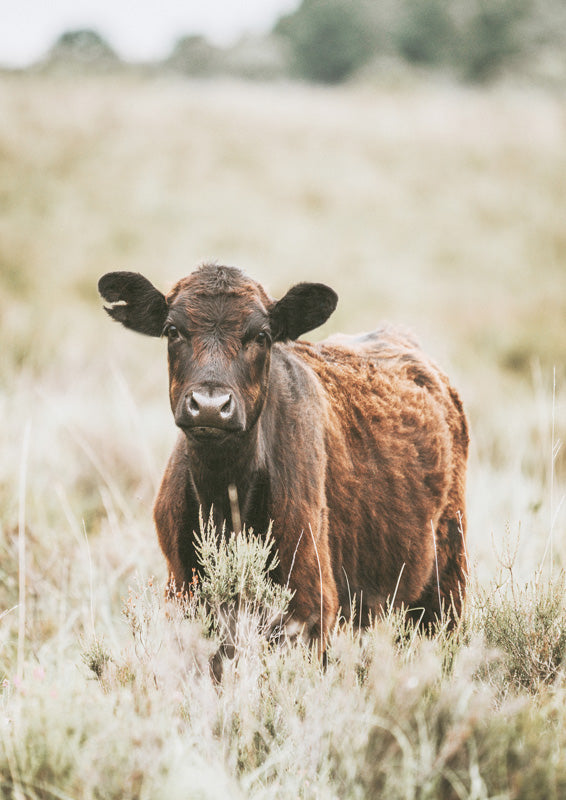 Beautiful Cow In Meadow