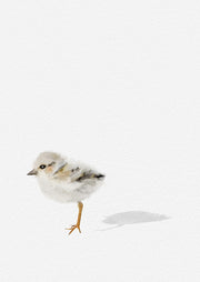 Watercolour painting of a small shorebird chick standing alone on a pale background