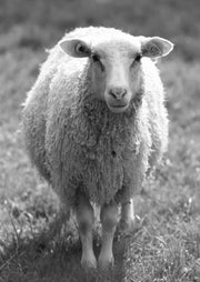 Cute Sheep