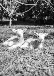 Two Sheep