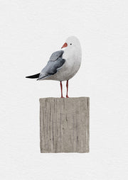 Seagull