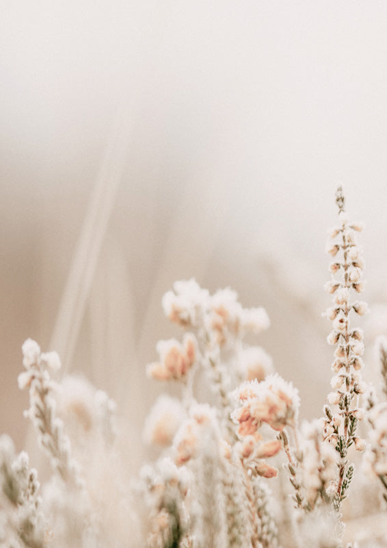 Frost Kiss