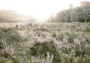 A white horse standing in a misty meadow with heather and grass, trees in the background at dawn.
