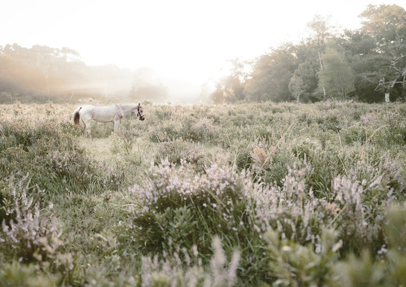 Misty Sunset Horse