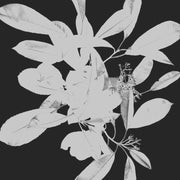 Black and white photograph of leaves and small flower clusters against a dark background