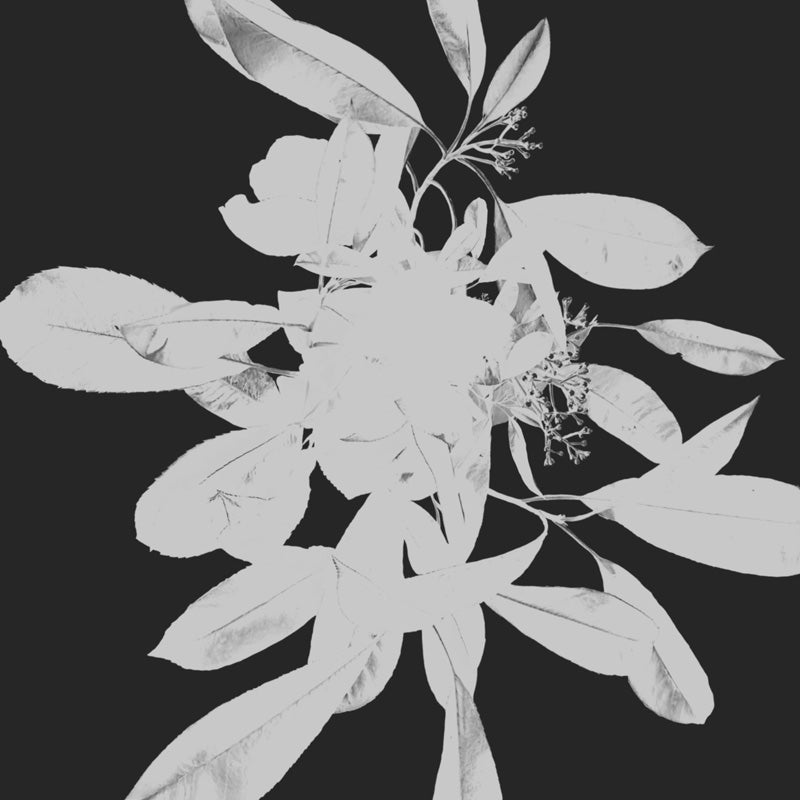 Inverted black and white photograph of a botanical stem with leaves and flowers on a dark background