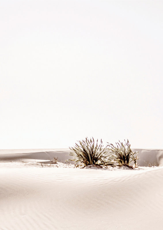 Small desert shrubs on white sand dunes under a pale, empty sky