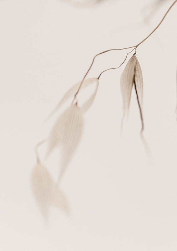Close-up photograph of dried seed pods hanging from a thin curved stem in soft beige tones