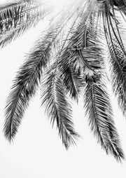 Monochrome photograph of palm fronds hanging against a pale sky