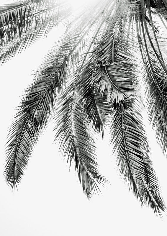 Palm Fronds Monochrome