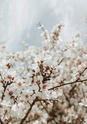 Close-up of white blossoms on bare branches against a pale blue sky