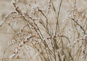 Close-up of slender branches with small white blossoms against a blurred beige background
