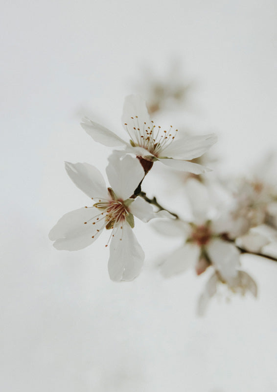 Close-up of white blossom flowers on a branch against a soft, pale grey background