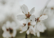 Close-up photo of white almond blossom flowers with soft focus background