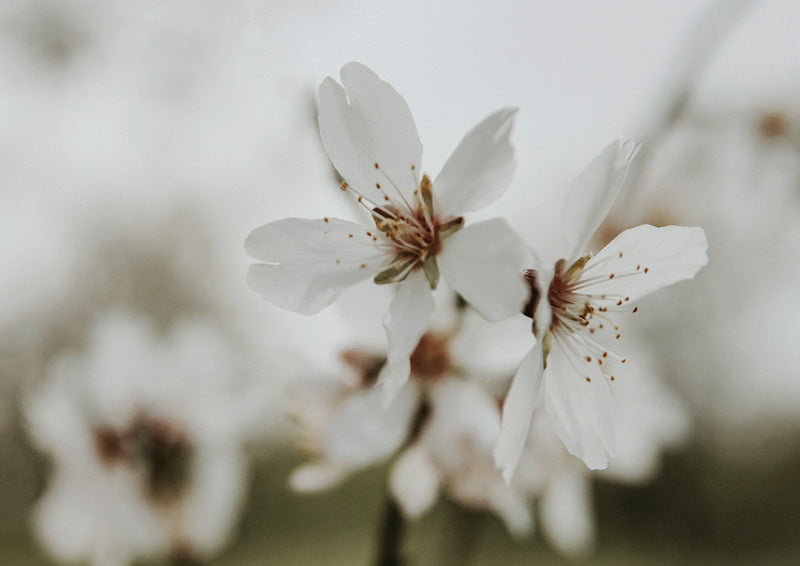 Close-up photo of white almond blossom flowers with soft focus background