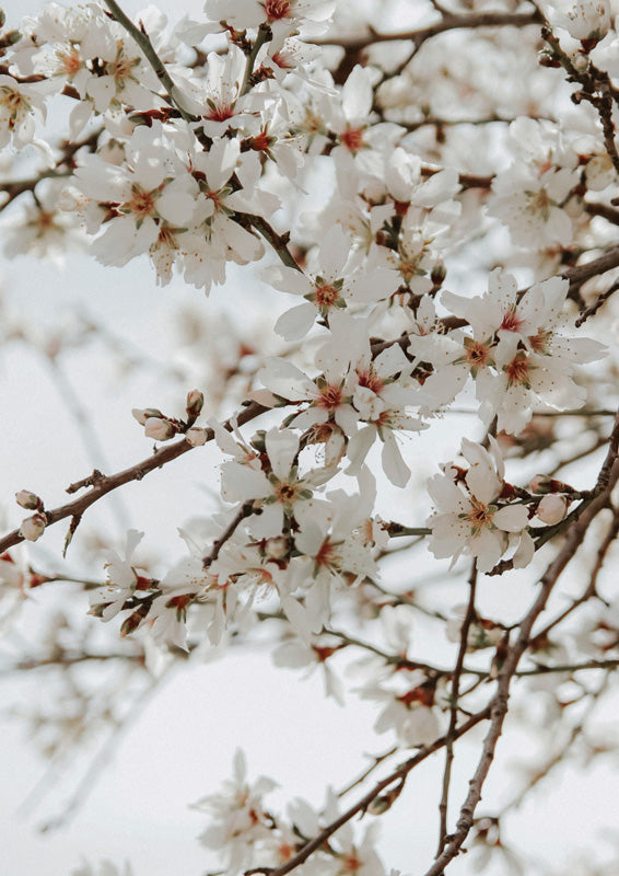White Blossom Abundance
