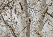 White blossom branches in soft focus against pale birch tree trunks