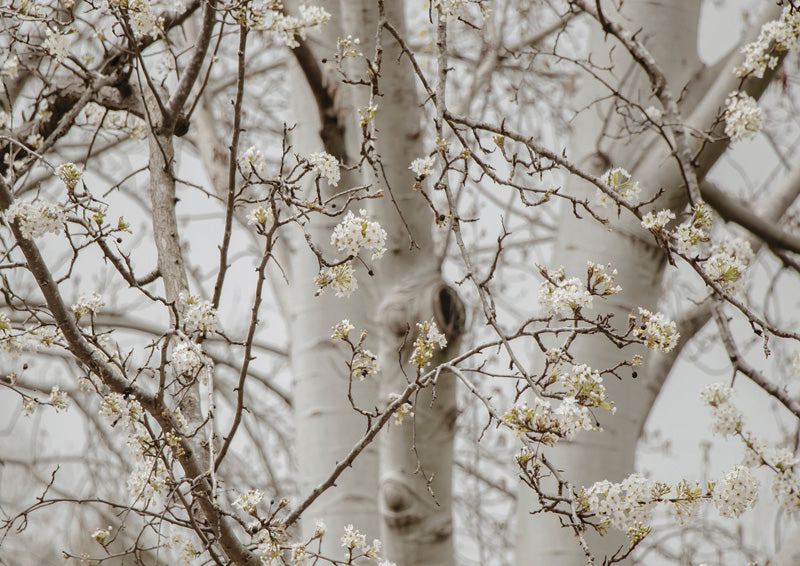 White blossom branches in soft focus against pale birch tree trunks