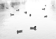 Black and white photograph of ducks swimming across a calm, pale lake surface