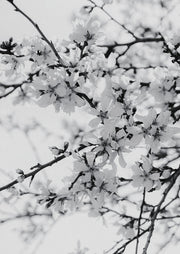 Black and white photograph of blossom branches against a pale sky