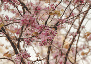 Close-up of pink magenta blossoms on bare branches with soft blurred background