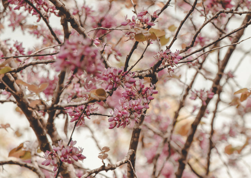Close-up of pink magenta blossoms on bare branches with soft blurred background