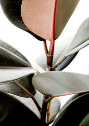 Close-up photograph of dark green rubber plant leaves with red stems on white background