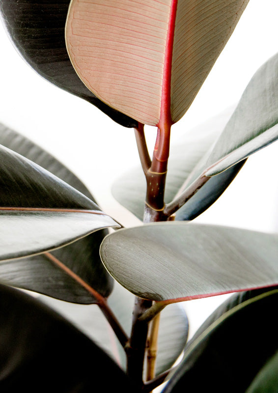 Close-up photograph of dark green rubber plant leaves with red stems on white background