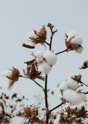 Close-up photograph of a cotton branch with white bolls and dry brown husks against a pale sky