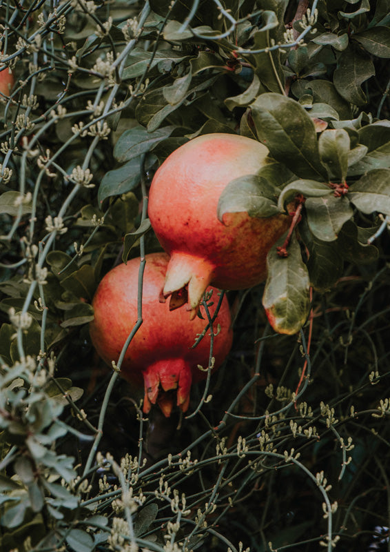 Pomegranates On The Branch