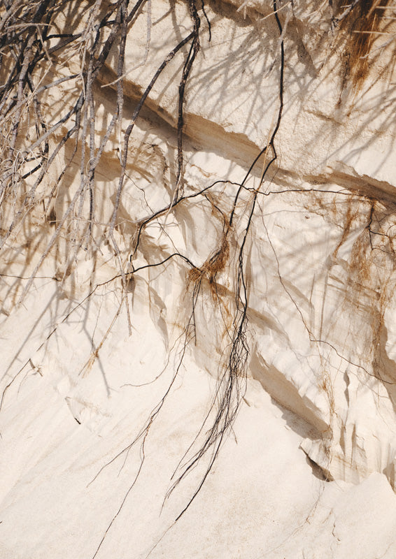 Close-up photograph of sand dune texture with dry roots and branches trailing across it