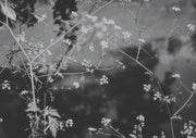 Black and white photo of wildflower branches with small blossoms against a blurred background