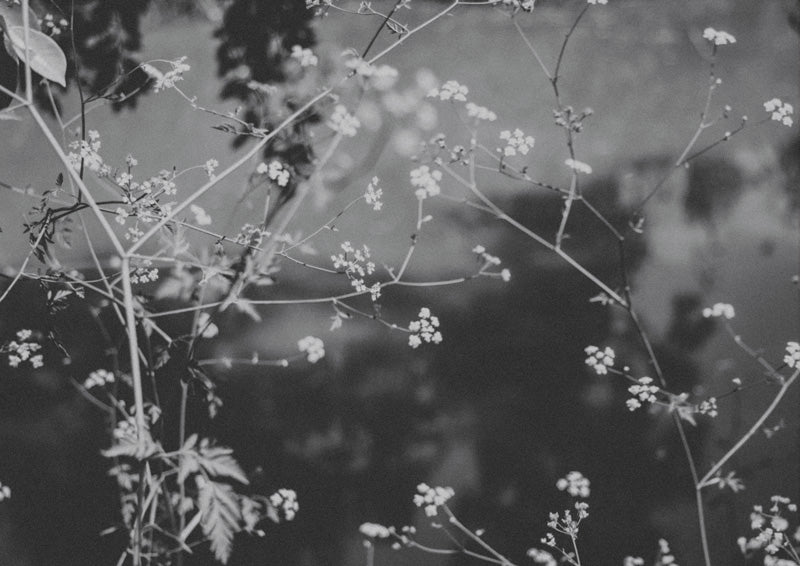 Black and white photo of wildflower branches with small blossoms against a blurred background