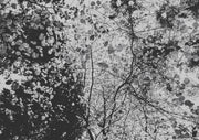 Canopy From Below
