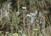 Close-up of white daisies on tall stems among grass with a blurred green meadow background